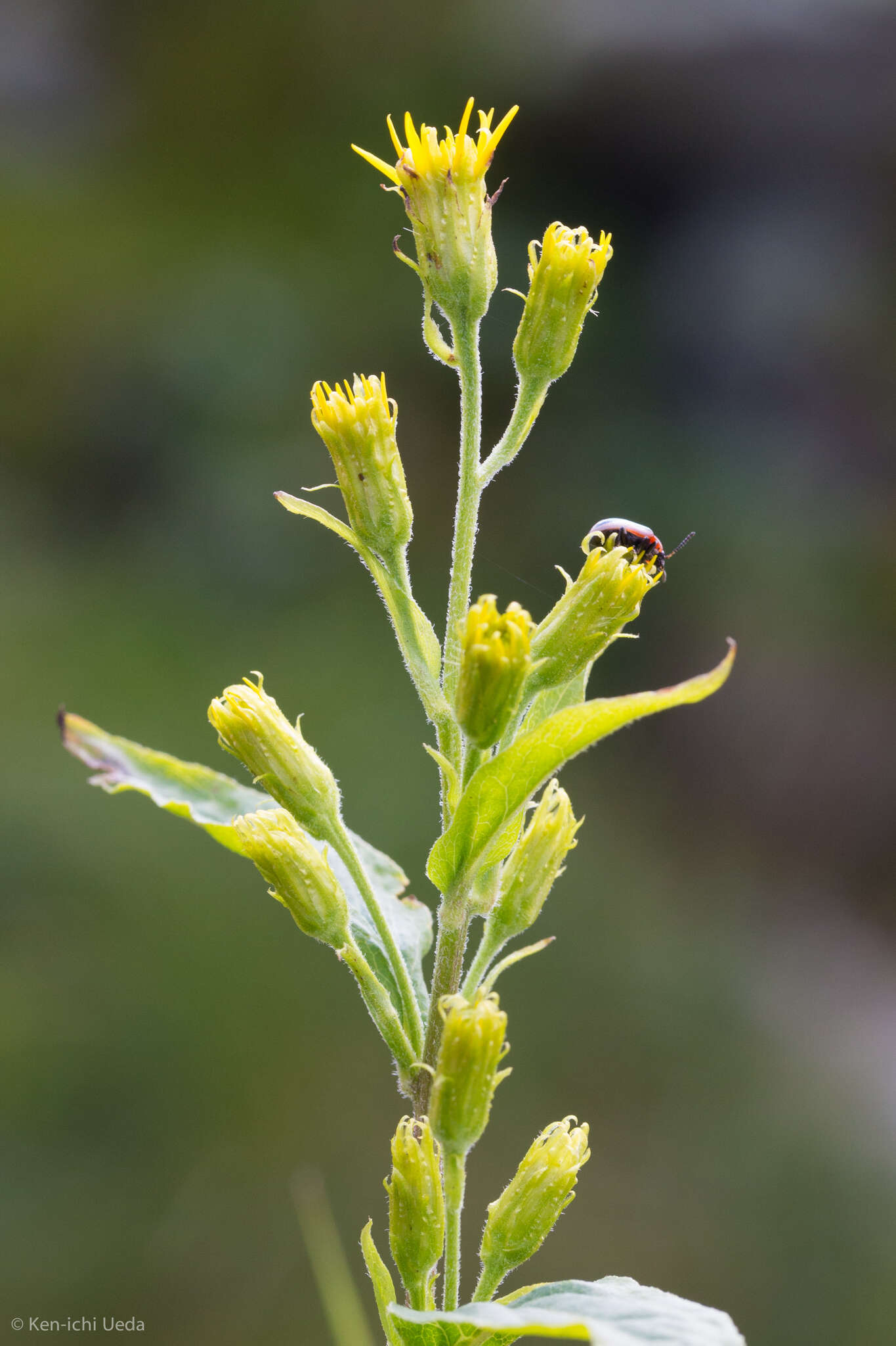 Image of largeleaf goldenrod