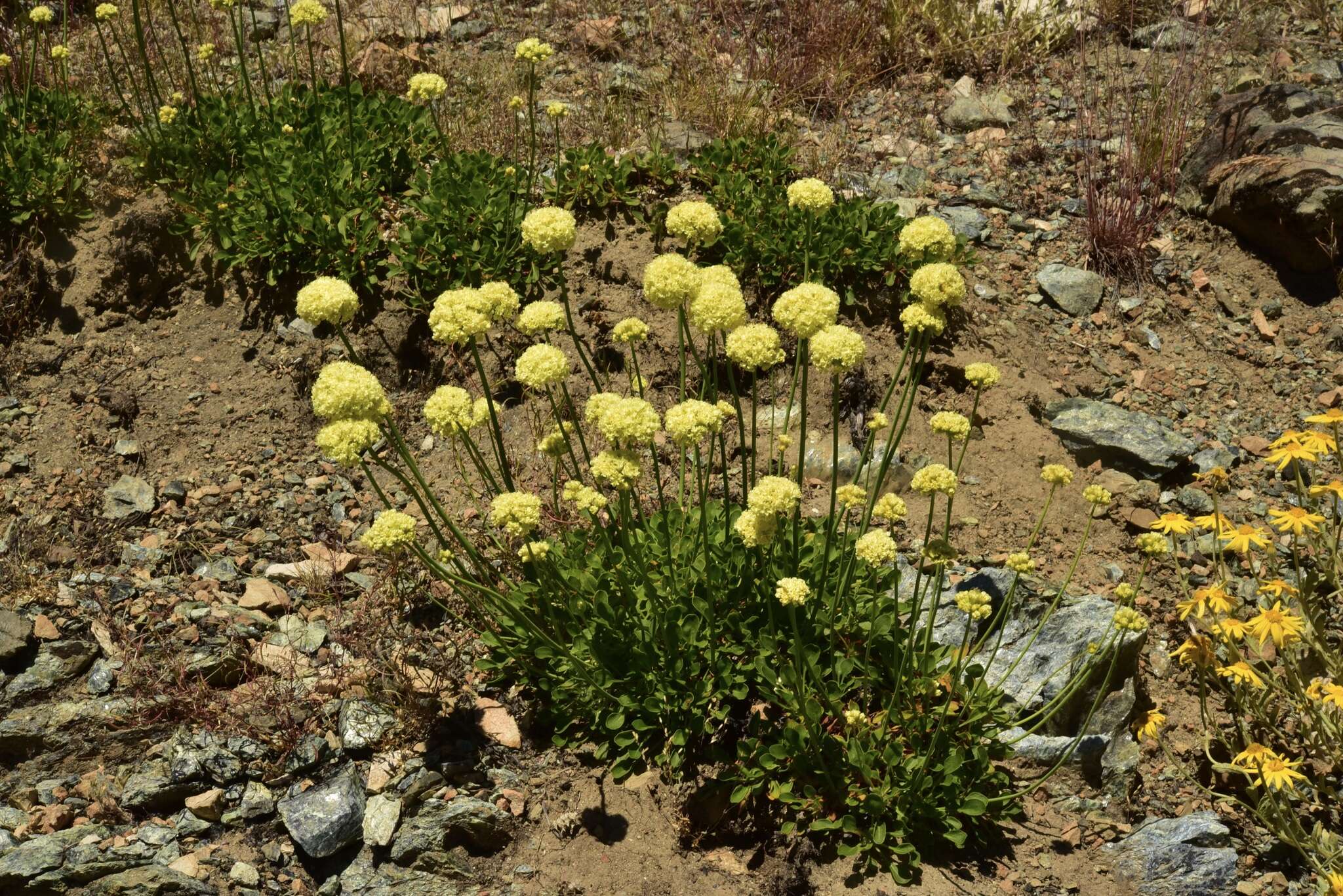 Слика од Eriogonum hirtellum Howell & Bacigal.