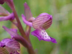 Image of Anacamptis morio subsp. picta (Loisel.) Jacquet & Scappat.