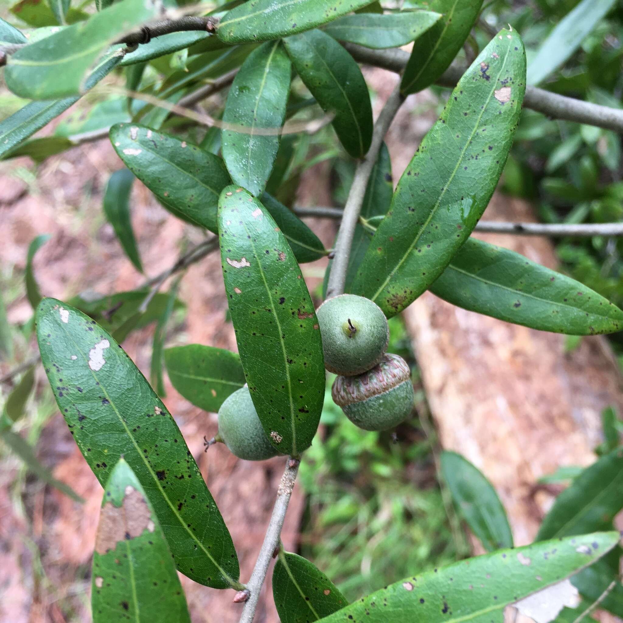 Image of Runner Oak