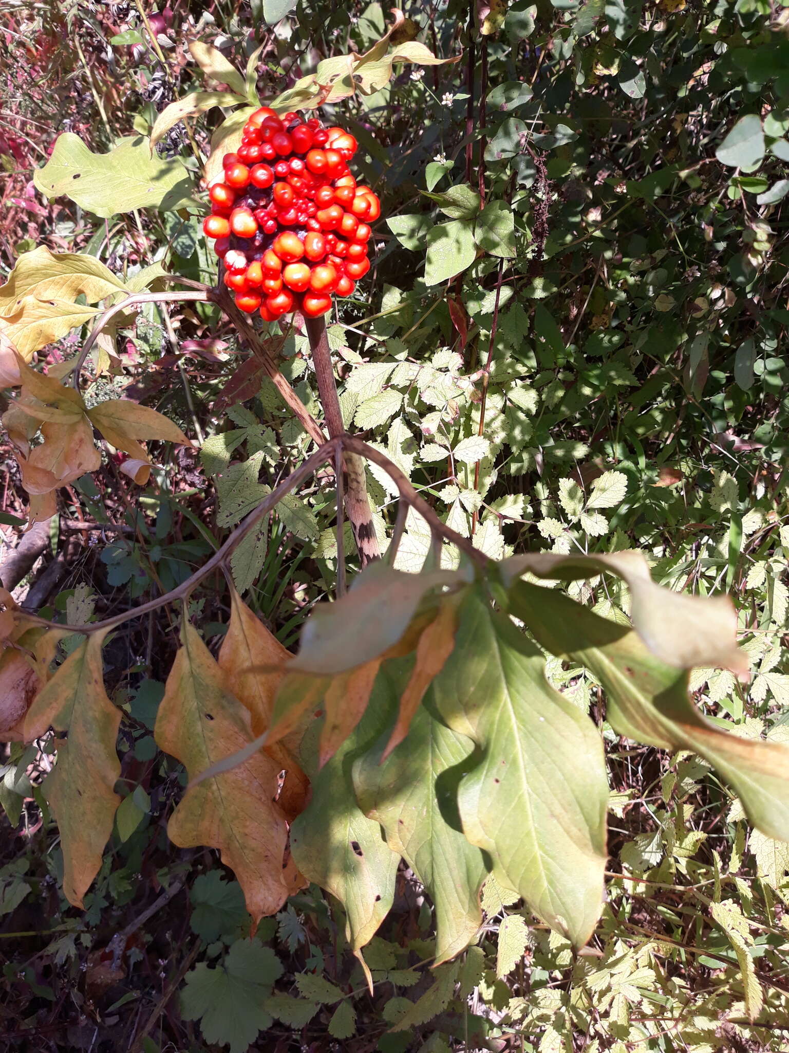 Image of Arisaema serratum var. serratum