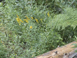 Image of Solidago elongata Nutt.