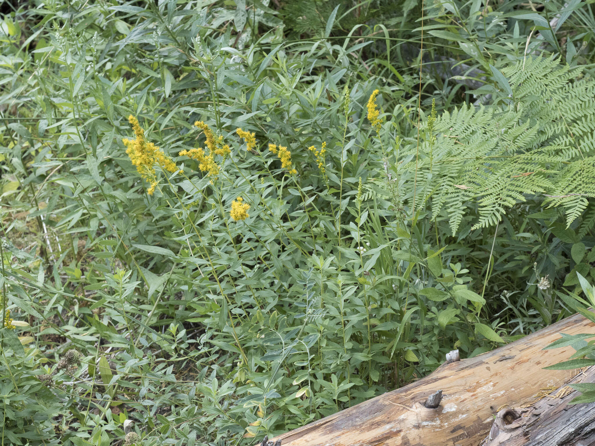 Image of Solidago elongata Nutt.