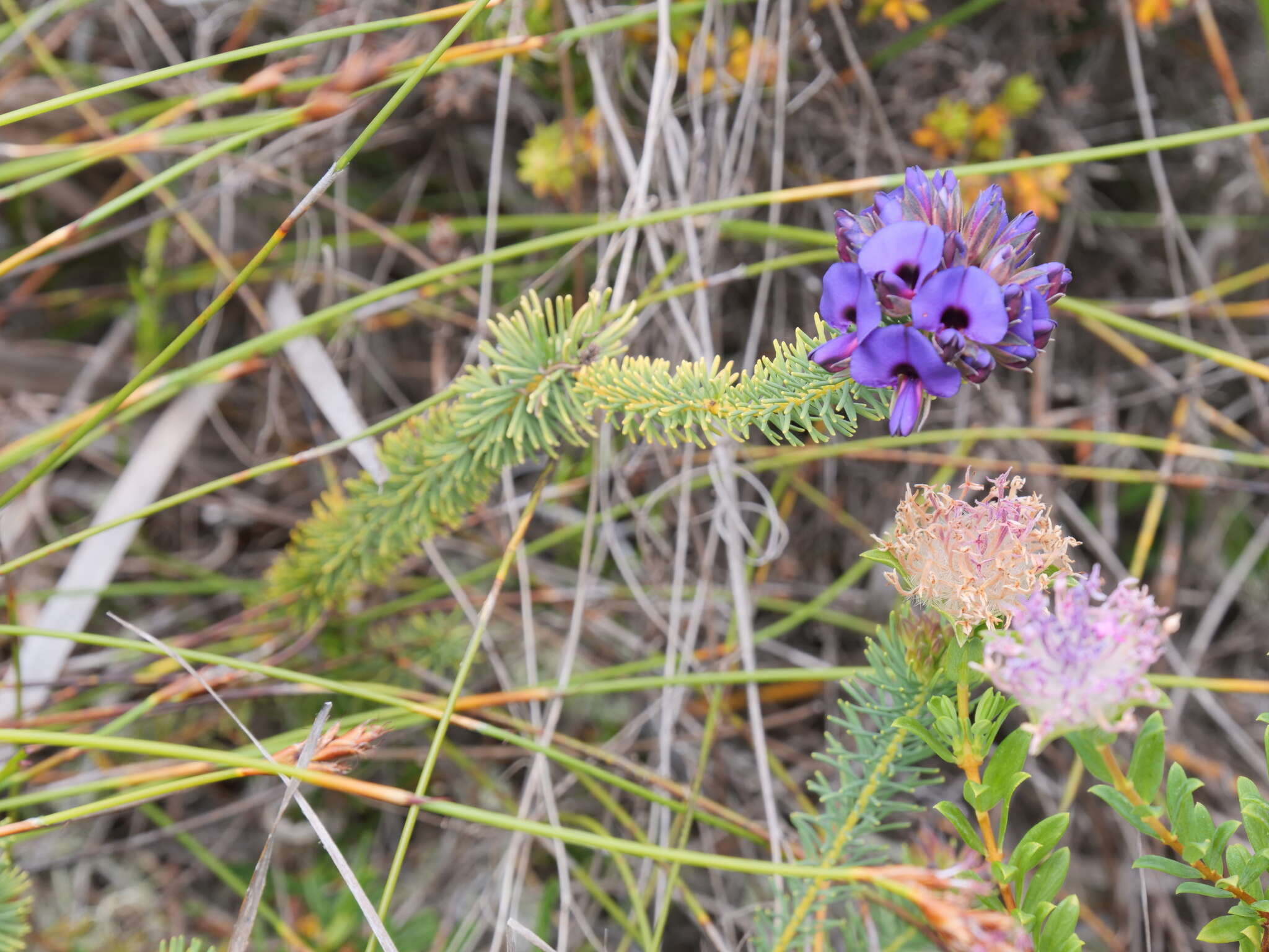 Image of Gompholobium confertum (DC.) Crisp