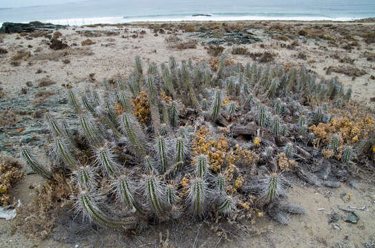 <i>Eulychnia chorosensis</i>的圖片