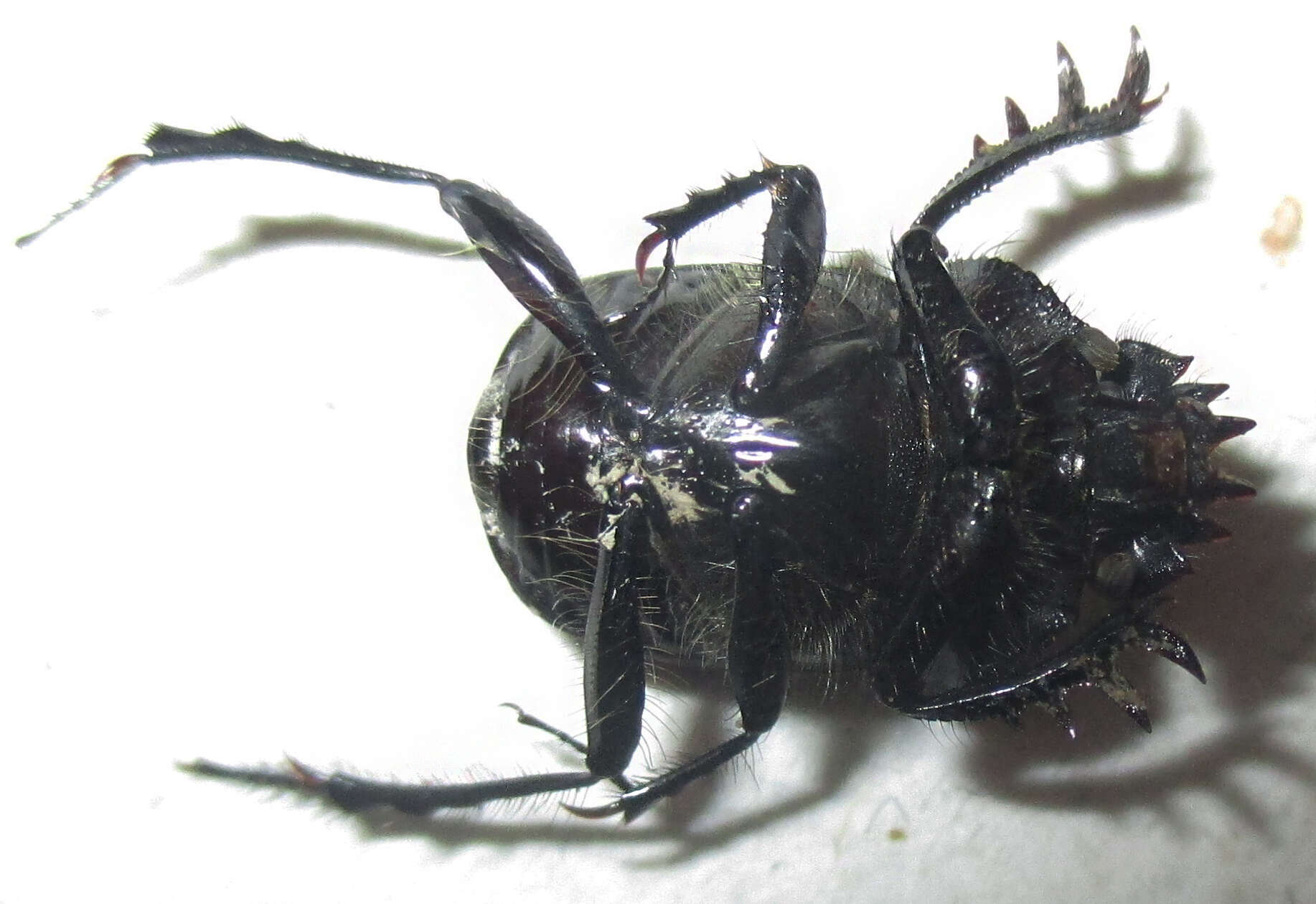 Image of <i>Scarabaeus bohemani</i>