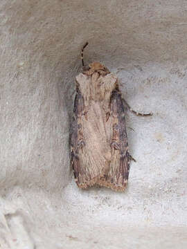 Image of Agrotis stigmosa Morris 1874