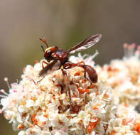 صورة Physocephala burgessi (Williston 1882)