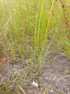 Image of Haemodorum tenuifolium A. Cunn. ex Benth.