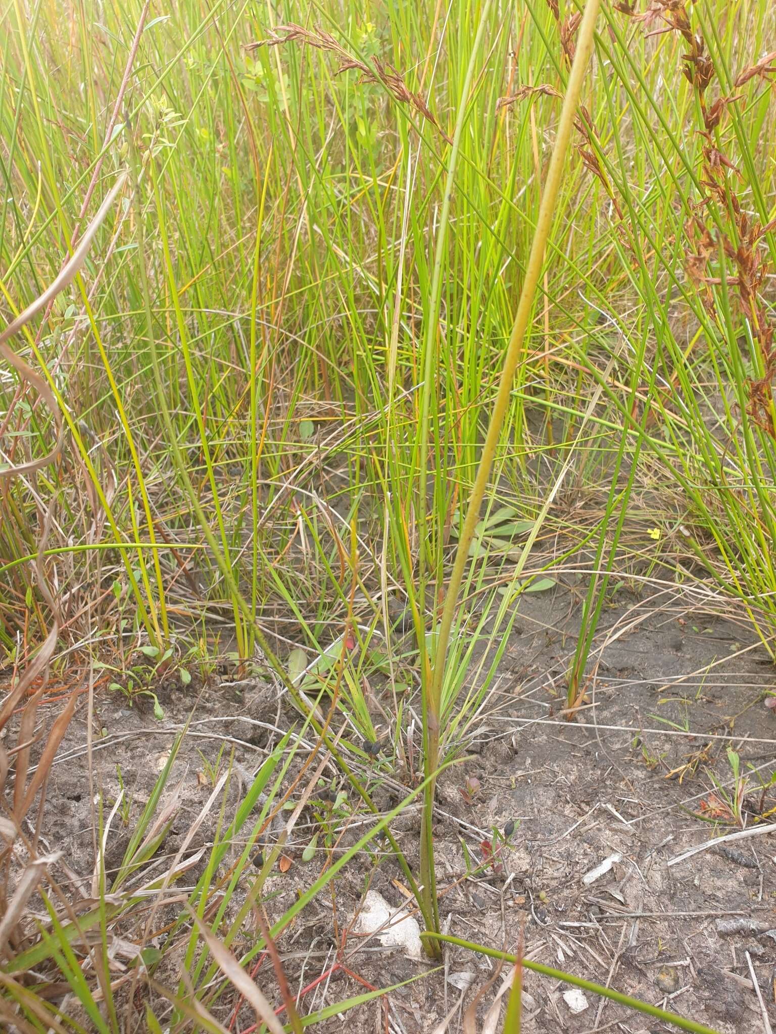 Image of Haemodorum tenuifolium A. Cunn. ex Benth.