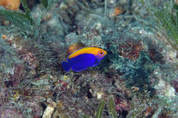 Image of Flameback Angelfish