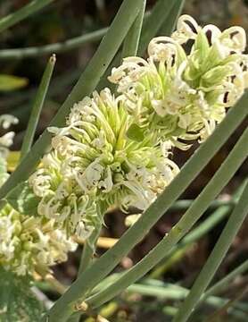 Image of Nepeta italica L.