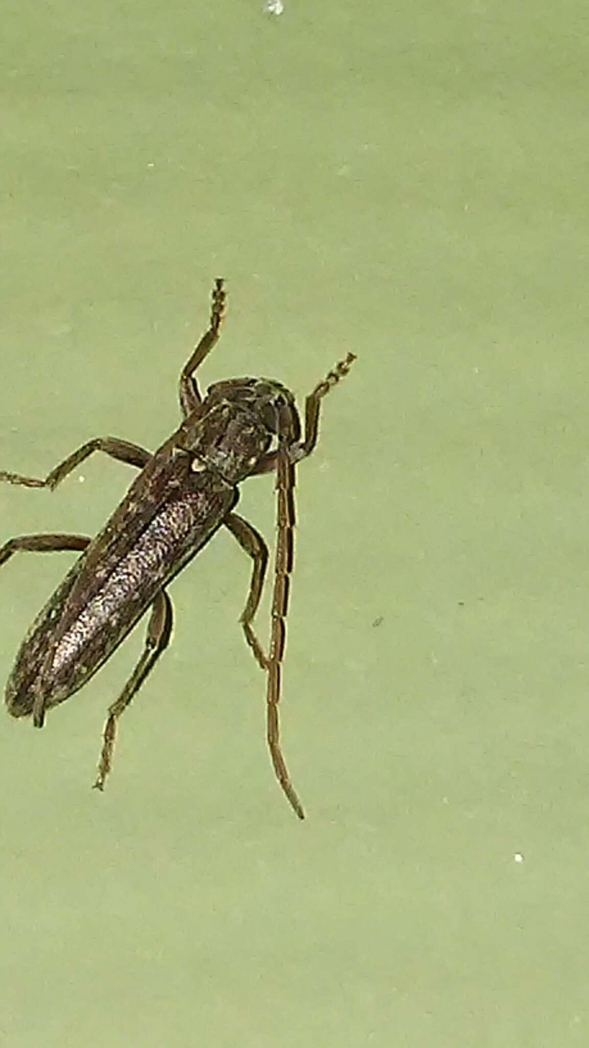 Image of Spined Oak Borer