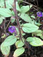 Image of Mariposa phacelia