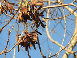 Image of Gyrocarpus jatrophifolius Domin