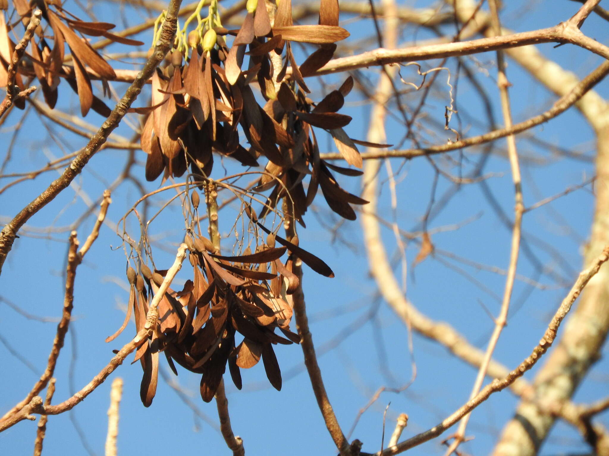 Image of Gyrocarpus jatrophifolius Domin