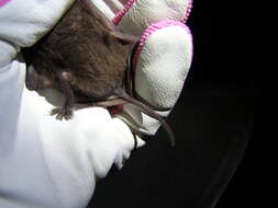 Image of Tadarine Free-tailed Bats