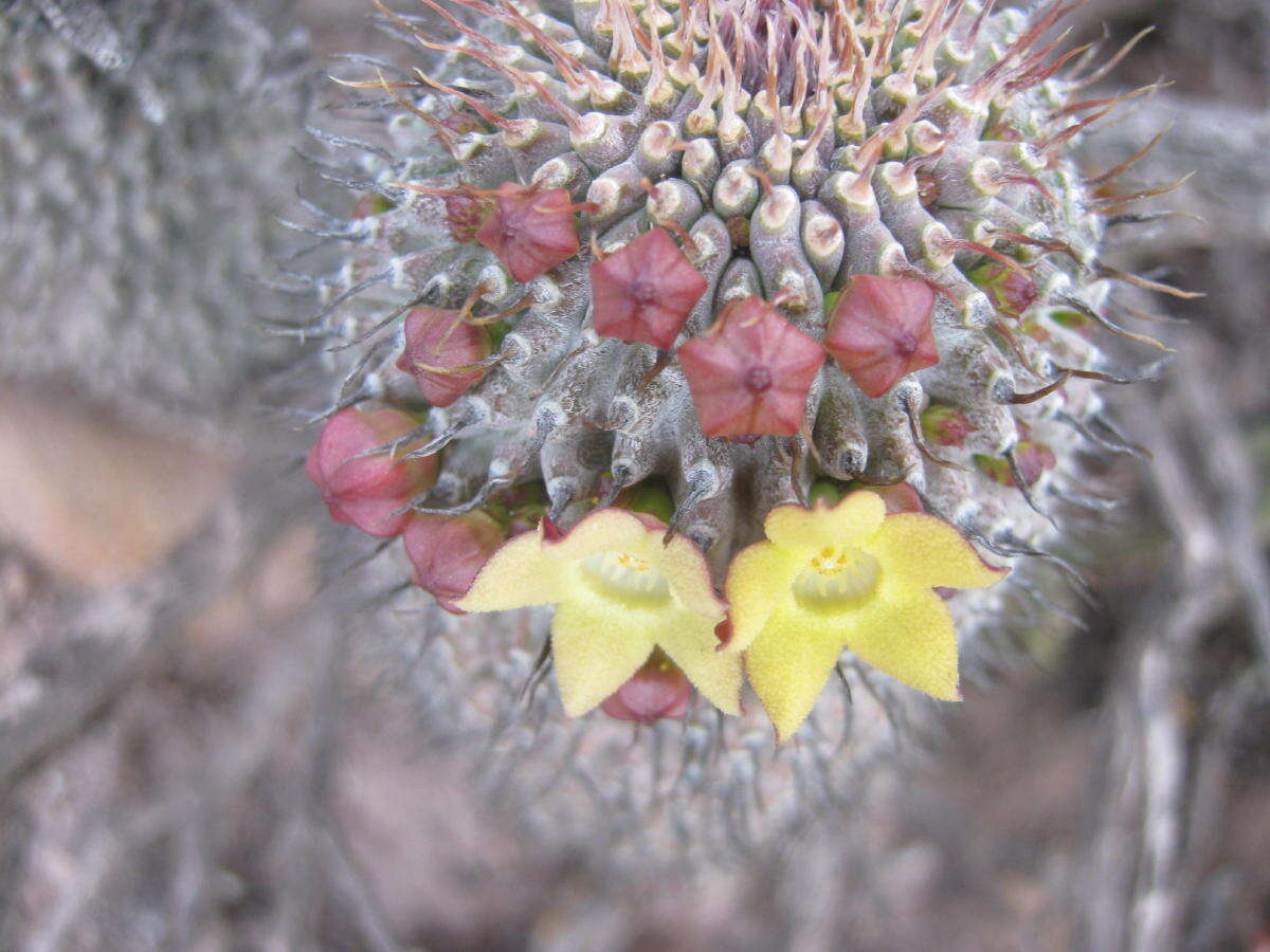 Image de Ceropegia coleorum (Plowes) Bruyns