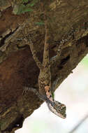 Image of Sri Lankan bloodsucker