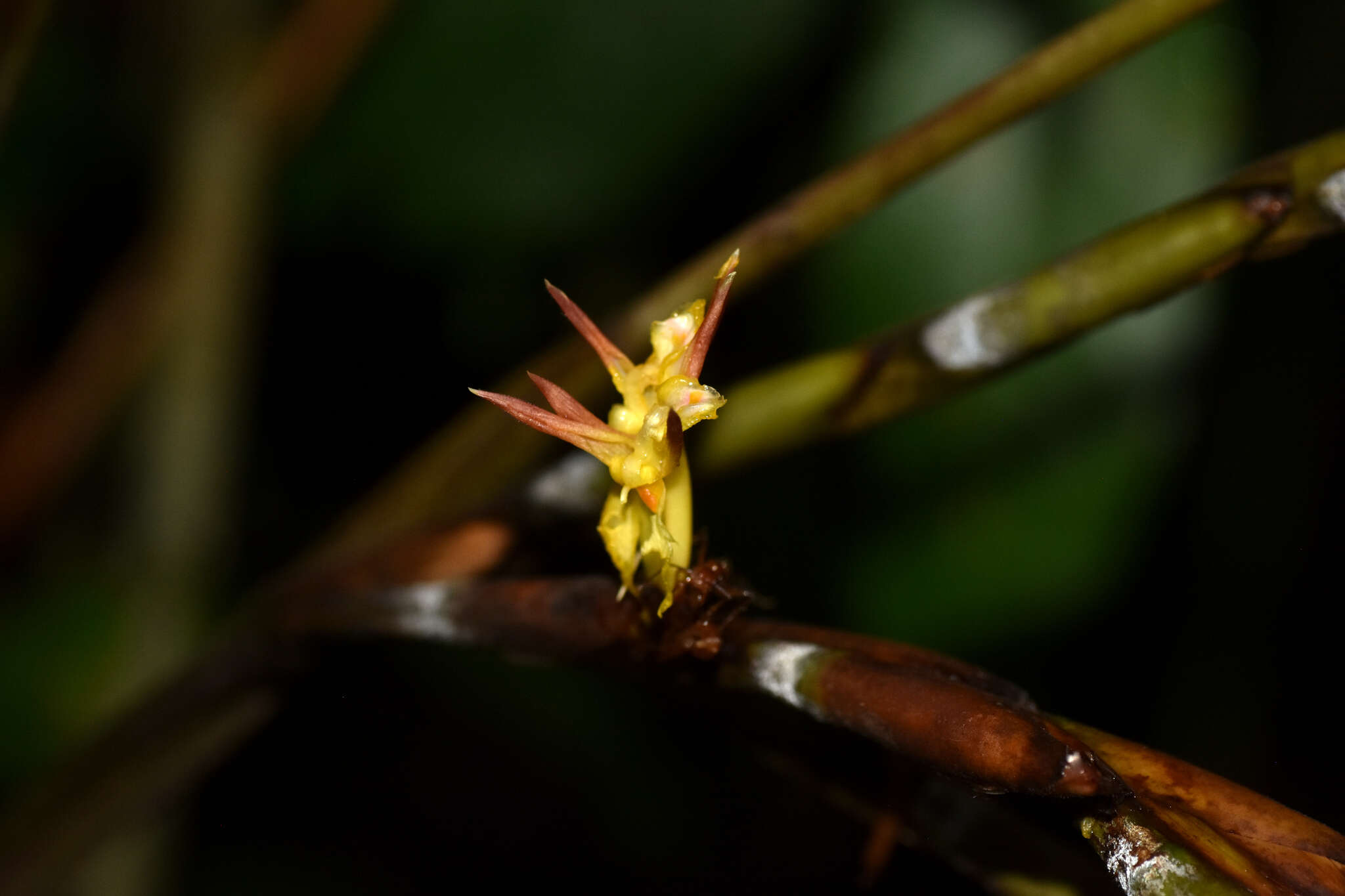 Image of Ischnosiphon obliquus (Rudge) Körn.