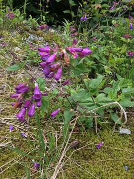 Image of serrulate penstemon