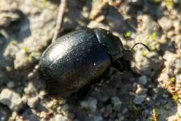 Image of <i>Chrysolina <i>vernalis</i></i> vernalis