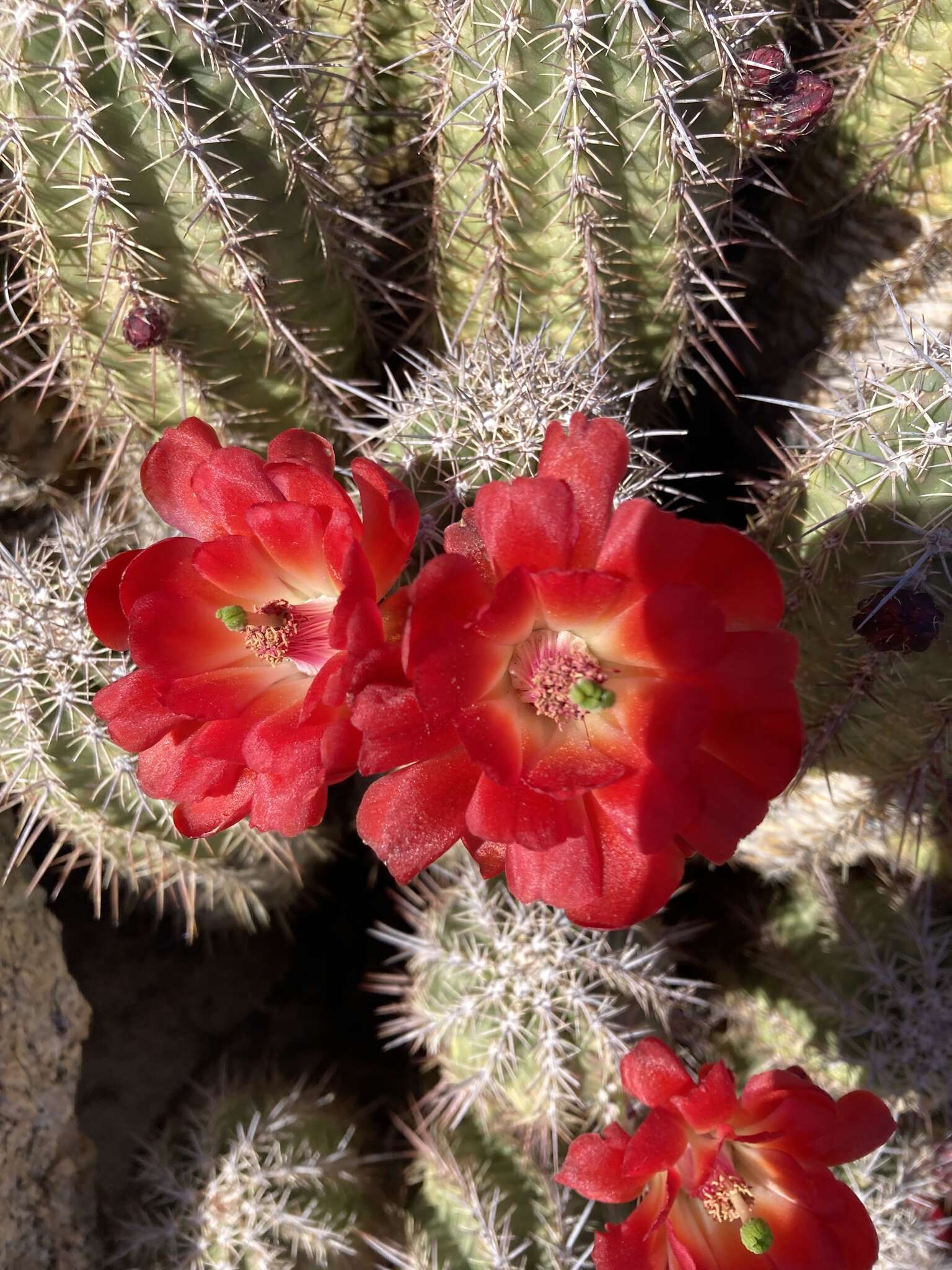 Image of Arizona Hedgehog Cactus