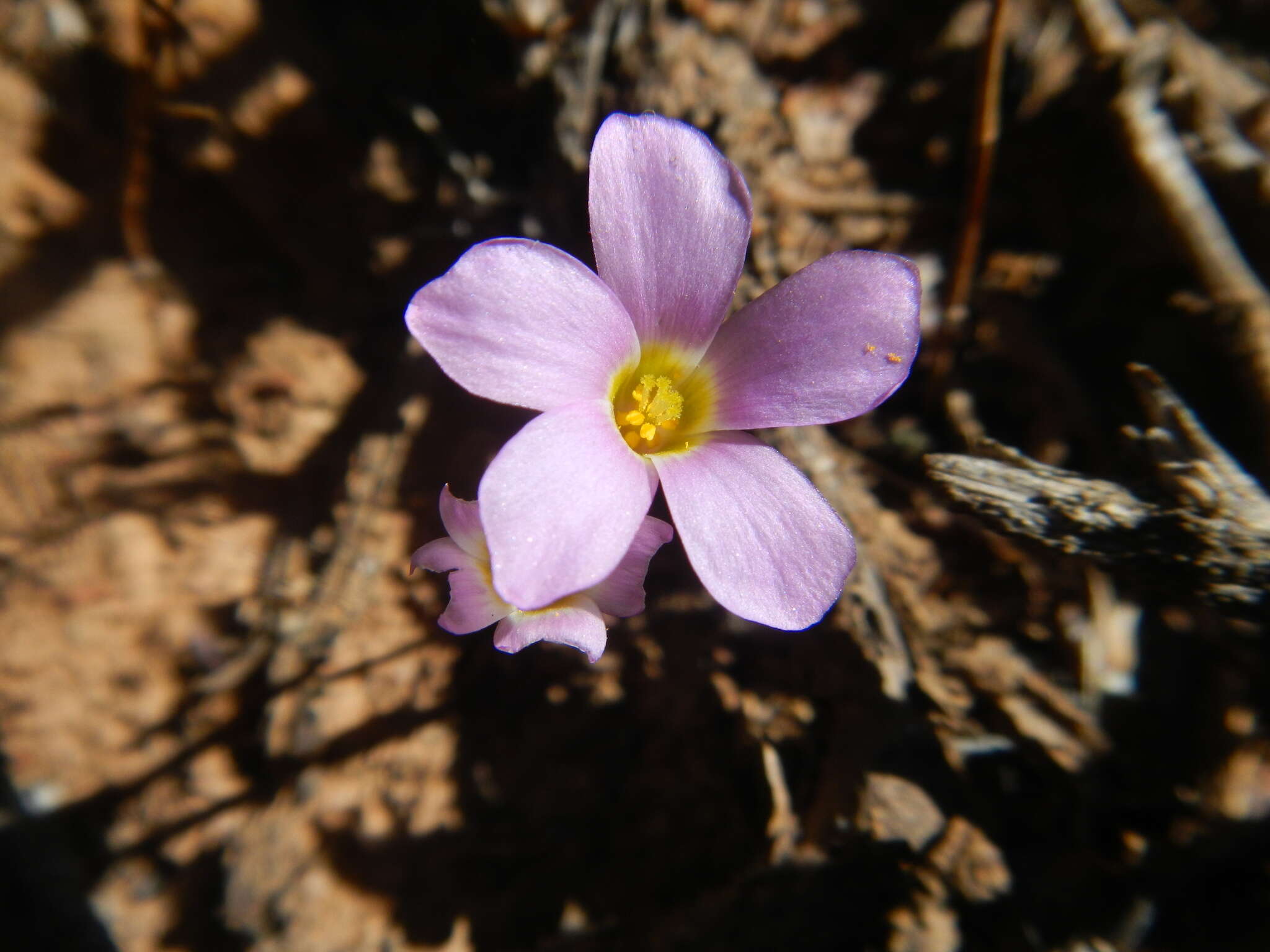 Sivun Oxalis dilatata L. Bolus kuva