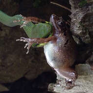 Image of Buea Screeching Frog