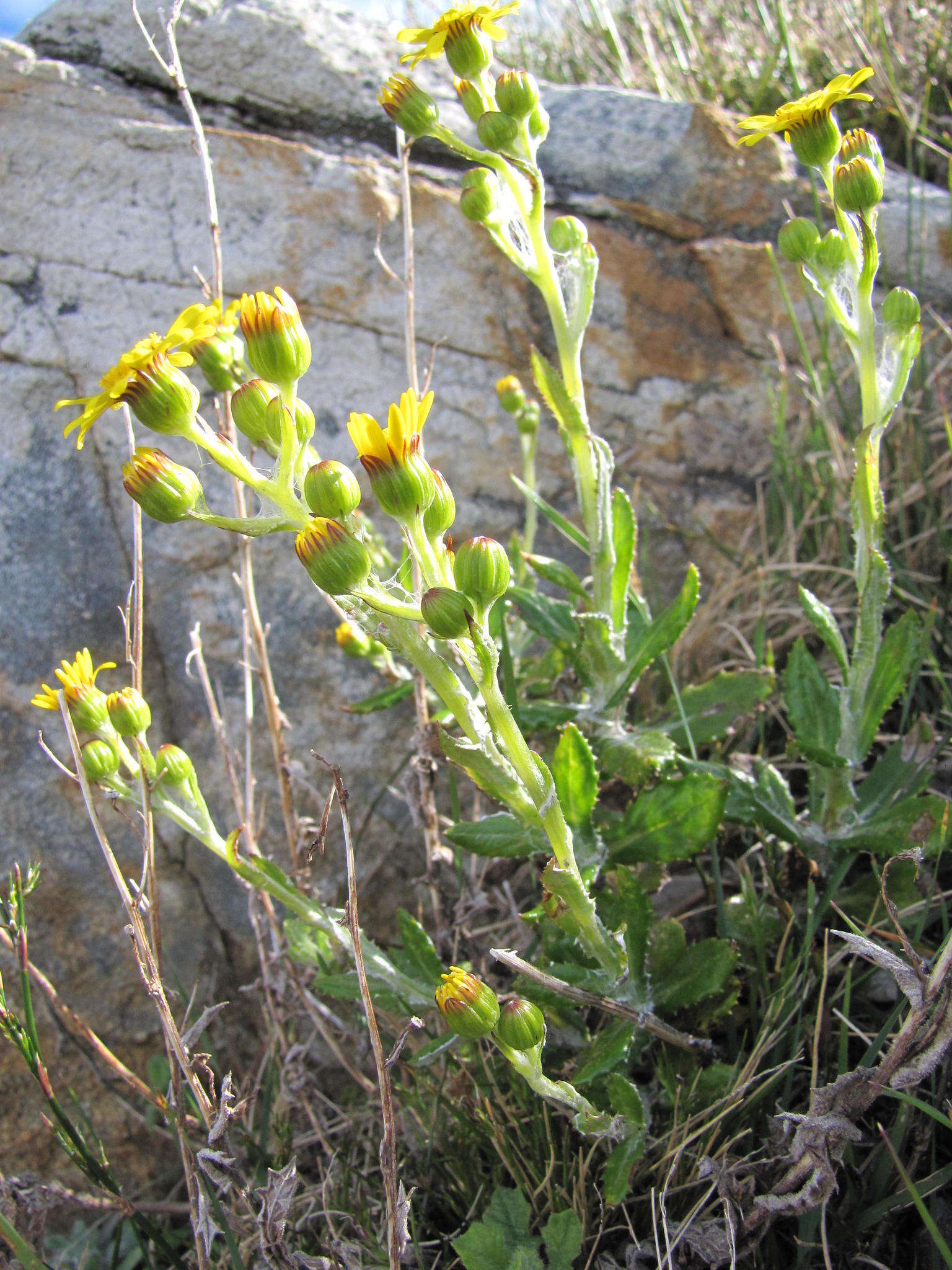 Image of Oresbia heterocarpa Cron & B. Nord.