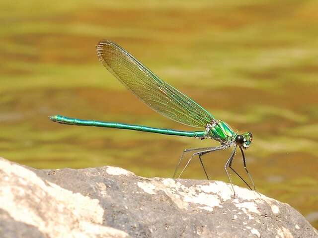 Image of Appalachian Jewelwing