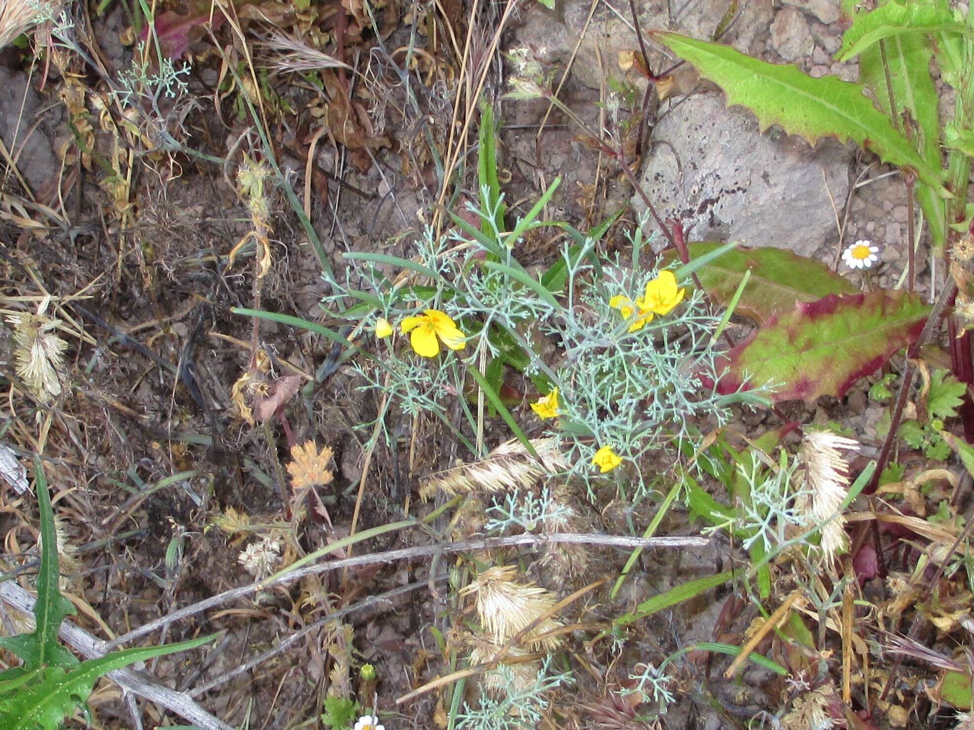 Imagem de Eschscholzia ramosa (Greene) Greene