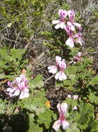 Image of oakleaf garden geranium