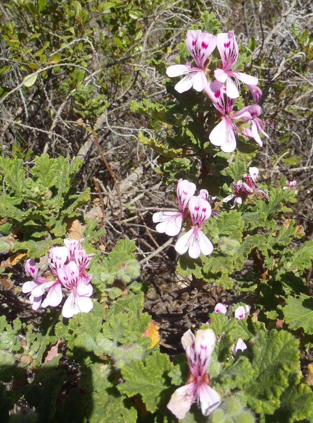 Image of oakleaf garden geranium