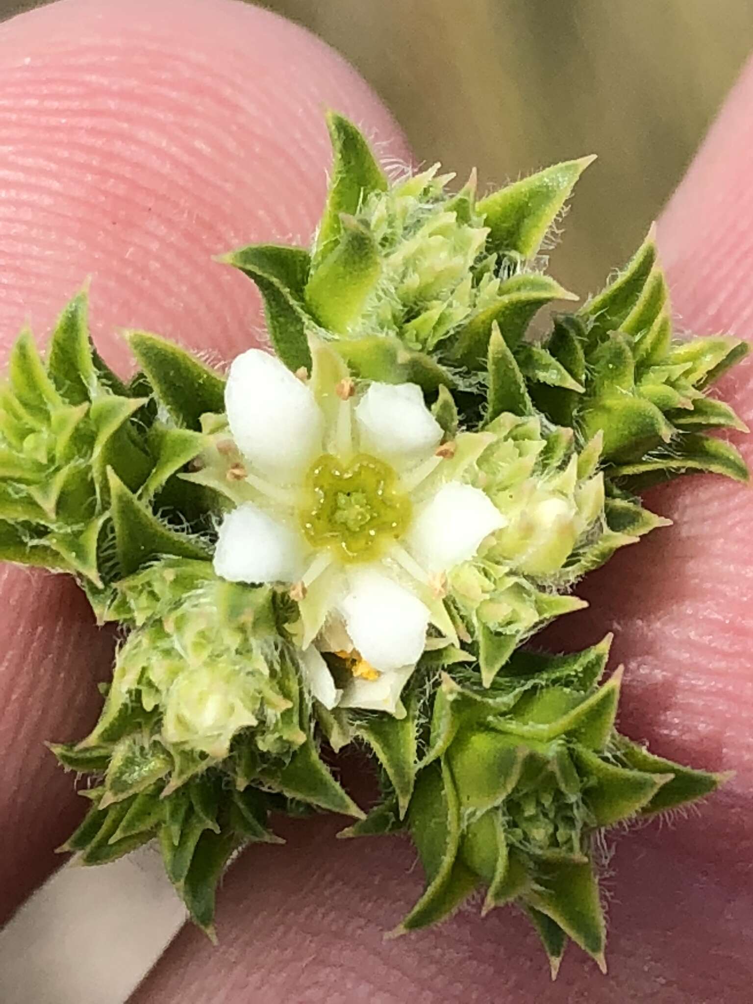 Image of Diosma awilana I. Williams