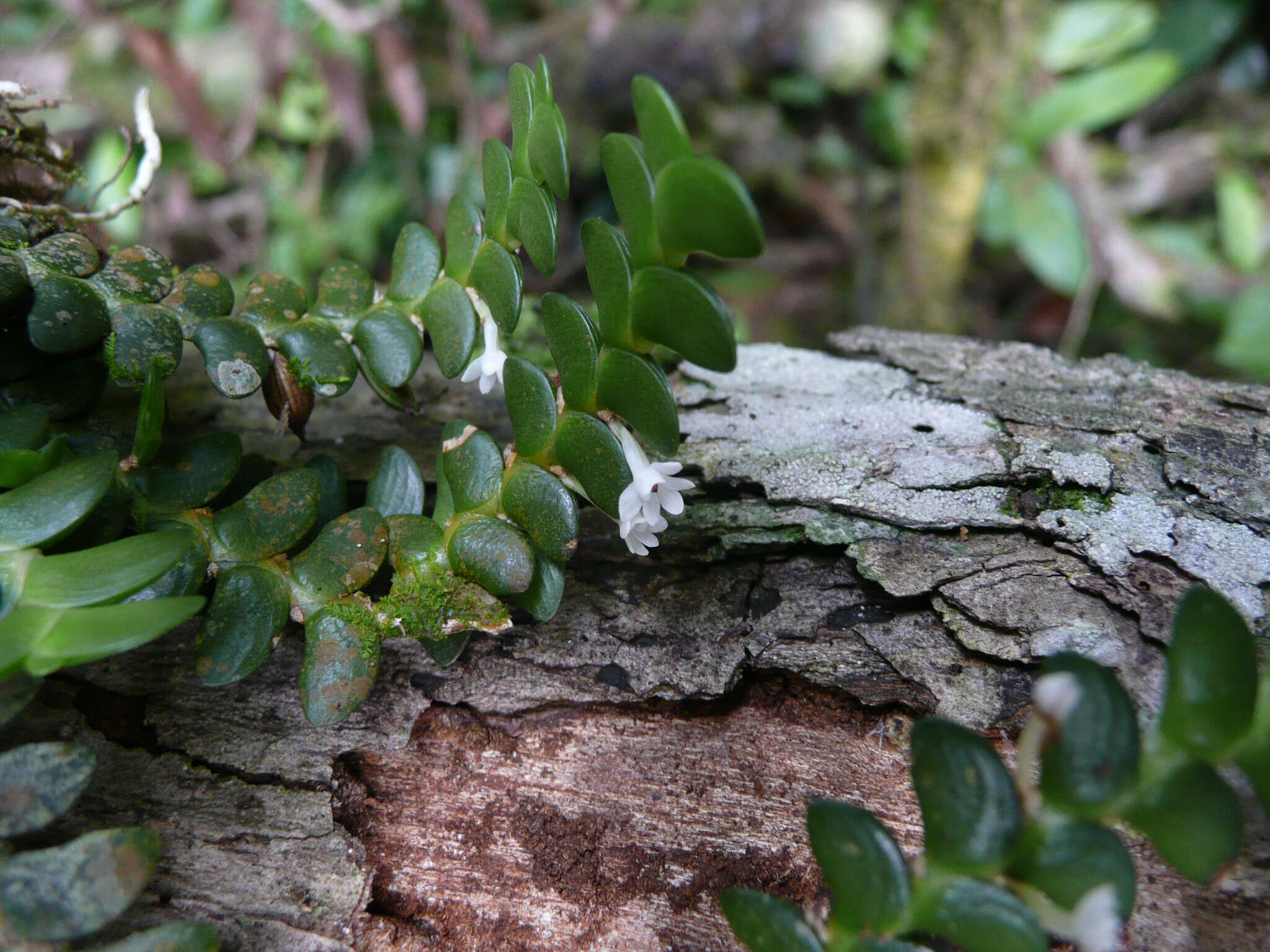 Image de Angraecum bancoense Burg