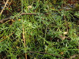 Image of Ranunculus glabrifolius Hook.