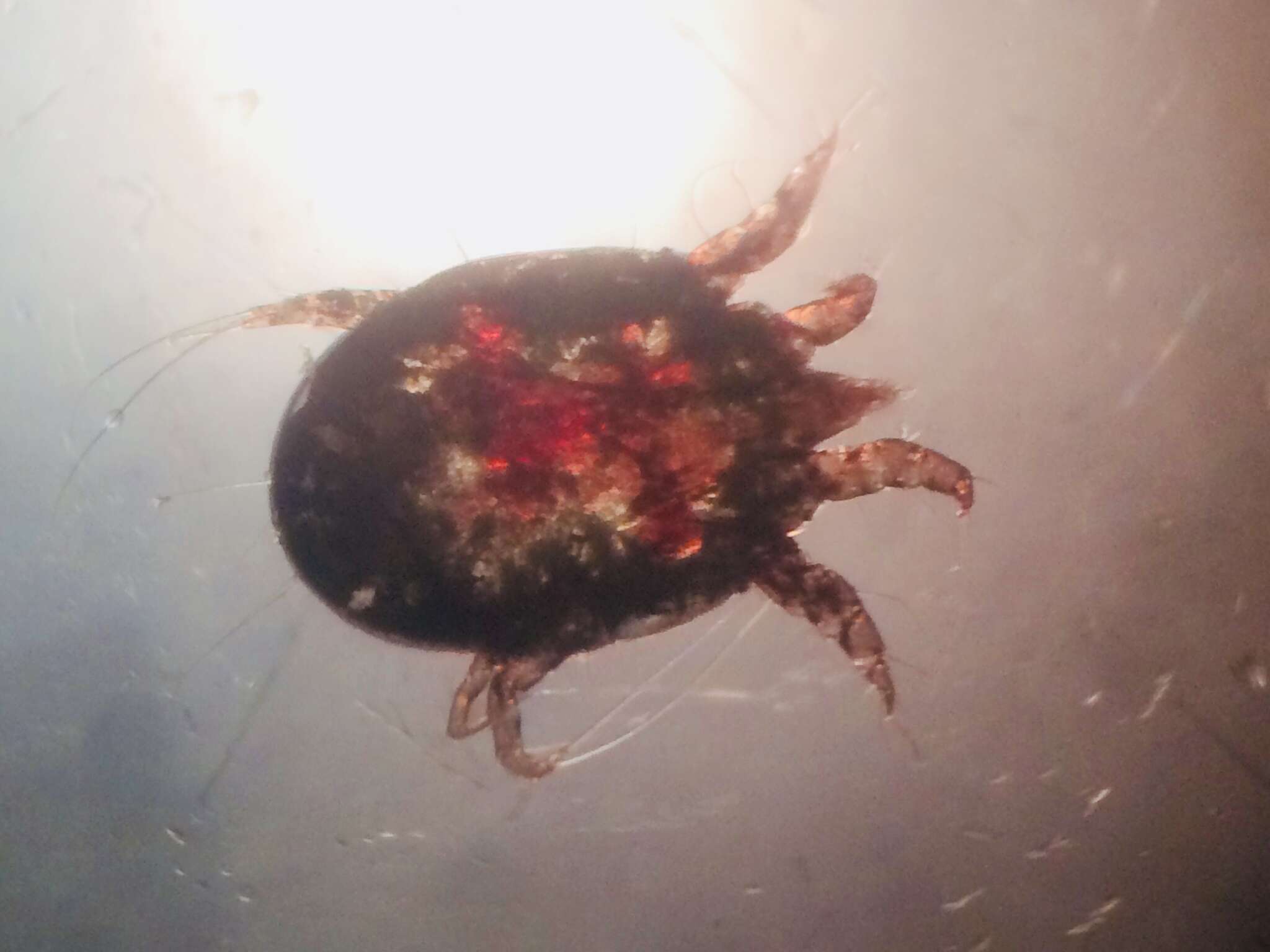 Image of Mite