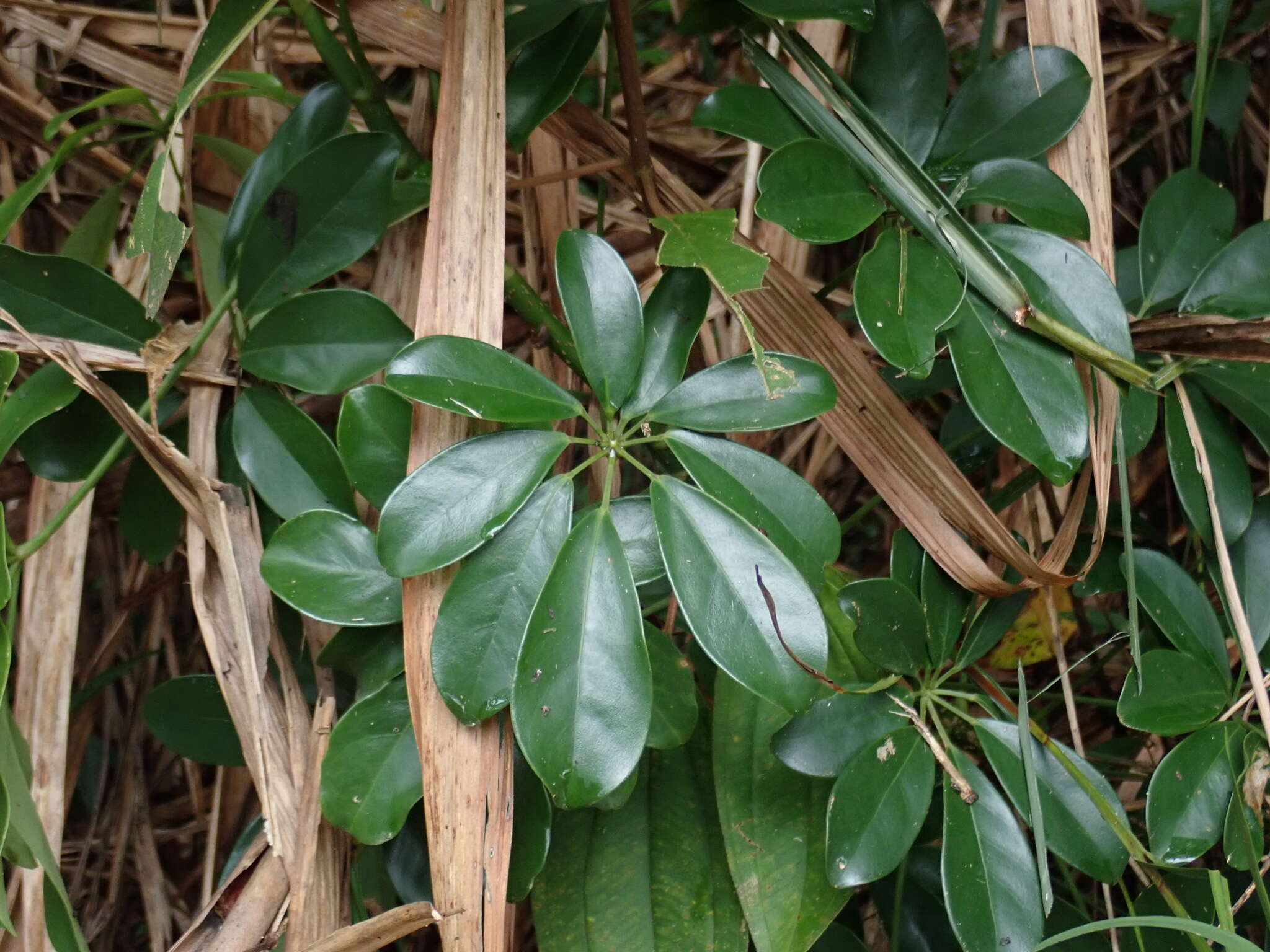 Imagem de Schefflera arboricola (Hayata) Merr.