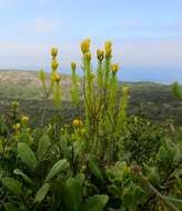 Image of Pteronia uncinata DC.