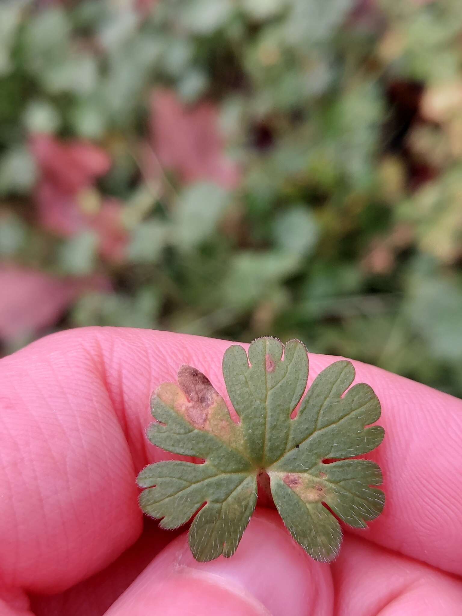 Imagem de Peronospora conglomerata