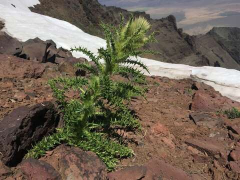 Imagem de Cirsium eatonii var. peckii (L. F. Henderson) D. J. Keil