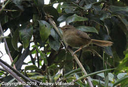 Image of Nesillas typica typica (Hartlaub 1860)