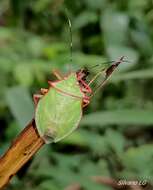 Image of Chlorocoris (Chlorocoris) distinctus Signoret 1851