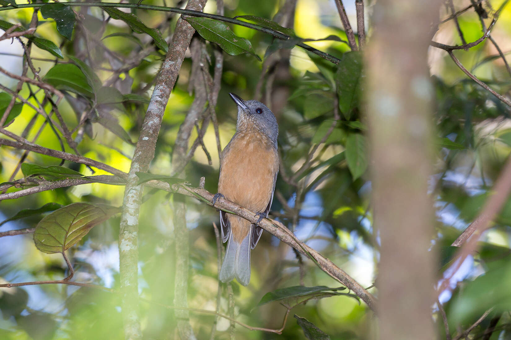 Image of Bower's Shrike-thrush