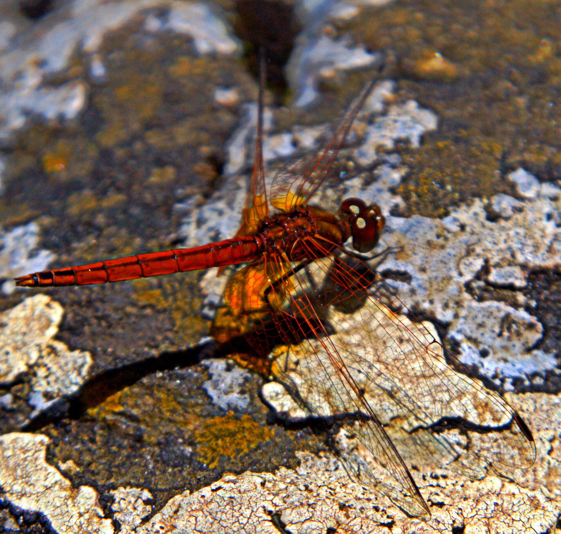 Image of Russet Dropwing