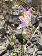 Image of Alstroemeria chorillensis Herb.