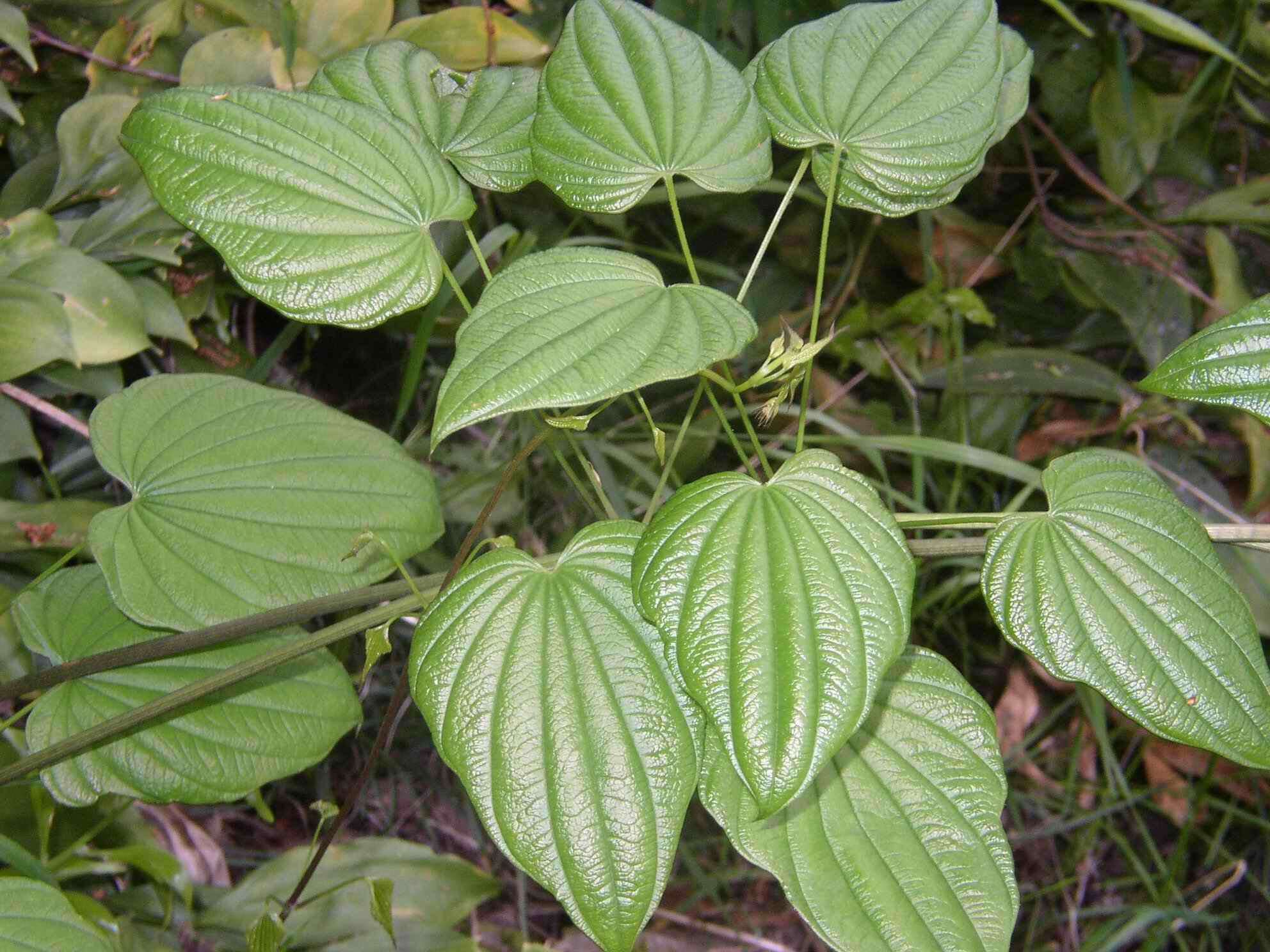 Dioscorea caucasica Lipsky的圖片