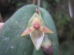 Image of Pleurothallis variabilis Luer