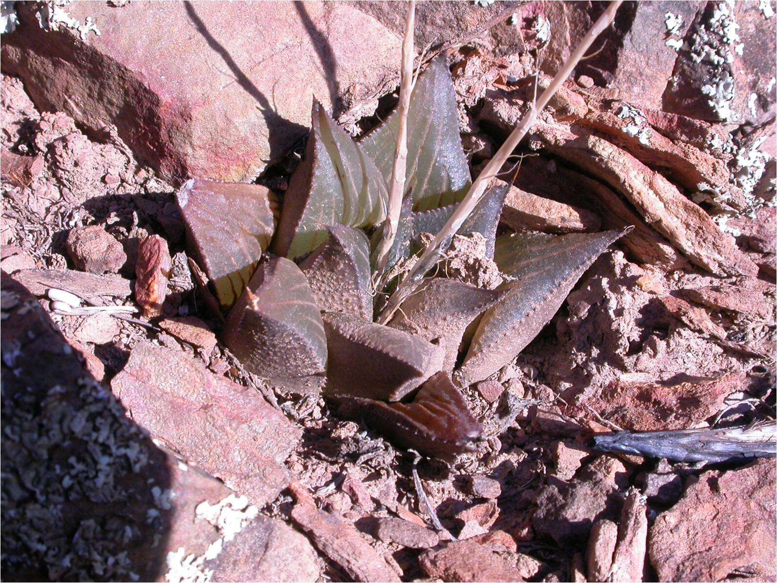 Image of Haworthia mirabilis (Haw.) Haw.